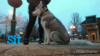 Download Lagu Stamford Dog Trainers / New Haven Dog Trainers / 5 Month Old Siberian Husky, Kiska Thumbnail