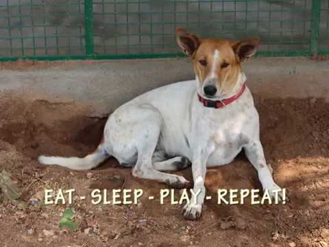 Give second chance for 100 rescue animals in India
