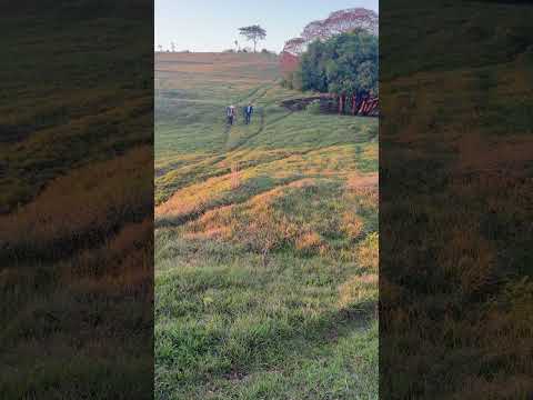 Invernada do gado Nelore aqui em Alvorada do Sul no Paraná. #shorts