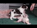 Miniature Poodle dogs for sale: Dallas - Video 1