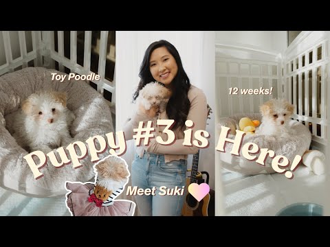 Bringing Puppy #3 Home | Meet Our New Toy Poodle!