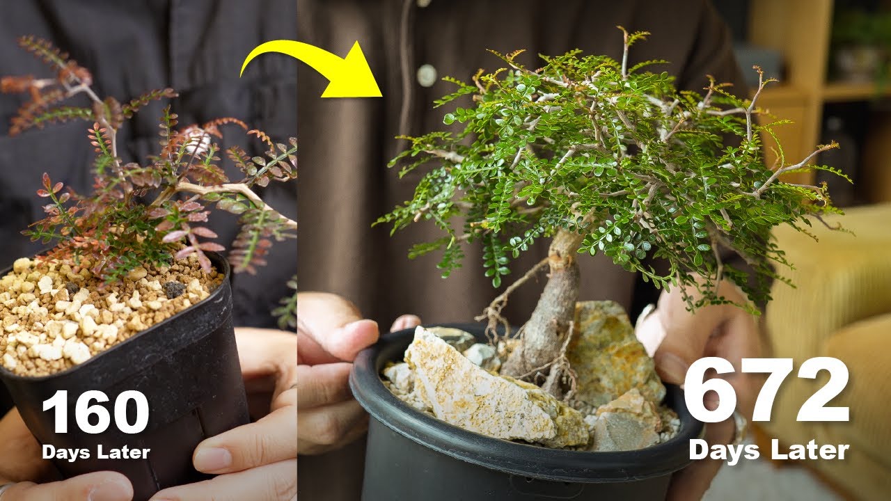 実生パキプスを短期間で成長させる方法。育成で大切にしている5つのこと。剪定について。｜塊根植物｜実生｜盆栽