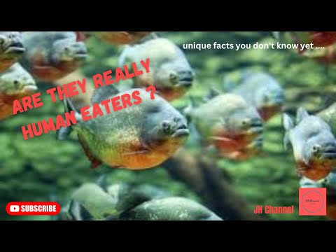 5 Facts About Piranha Fish, Unique facts you don't know yet…