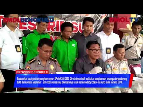 18.043 Baby Lobster Seharga 4 Miliar Berhasil Diselamatkan