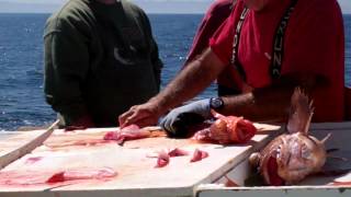Cleaning our fish on the "Gentleman" Boat