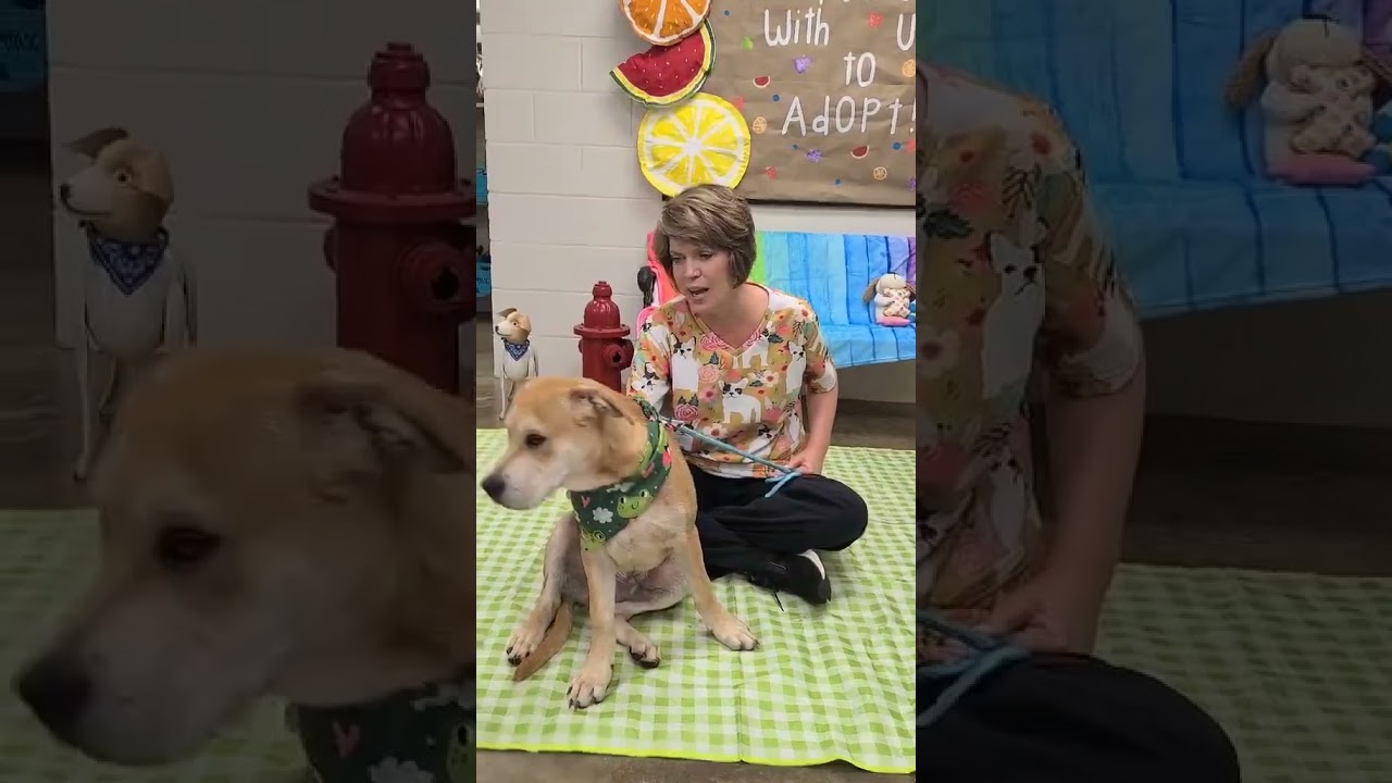 Briner, a Adoptable mixed breed in Enterprise, AL video 4/4