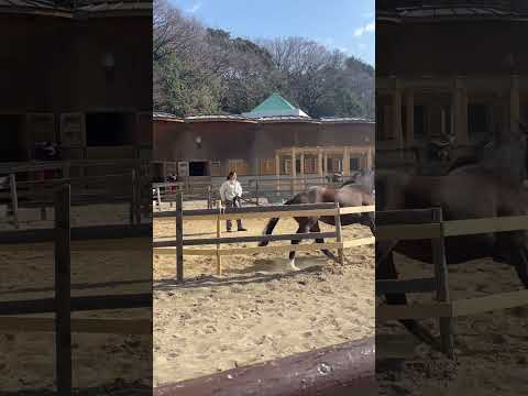 動物園に行ったら馬もいた。競馬場ではないですよ、動物園ですよ。 #動物園 #動物園の動物 #馬 #競馬 #zoo #horce