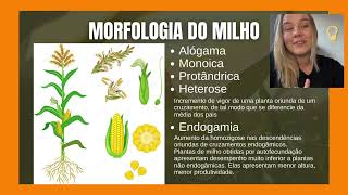 MELHORAMENTO GENÉTICO DO MILHO | Zea mays | AGRONOMIA