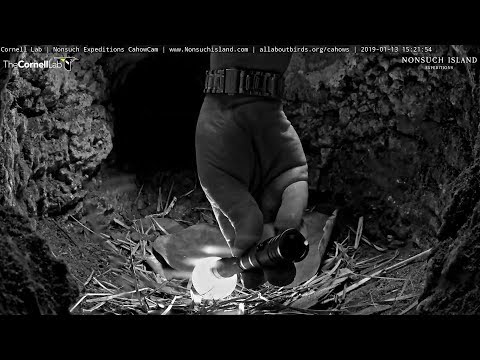 190113 Bermuda Cahow Cam - 檢查