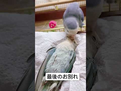ミュラーインコ - 定義
