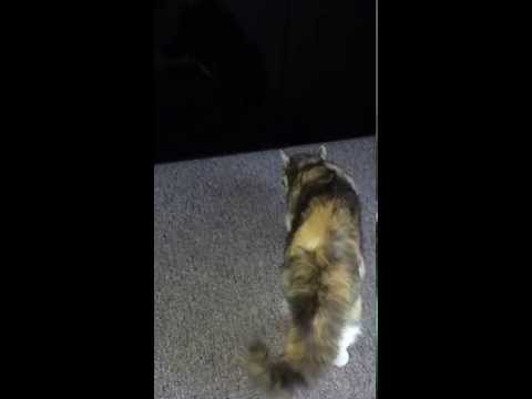 Asha Hates Asha May 2014