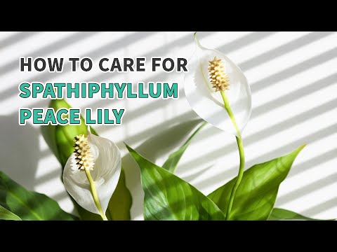 Best tip: How to grow and care for Peace Lily