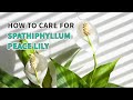 Best Tip How To Grow And Care For Peace Lily