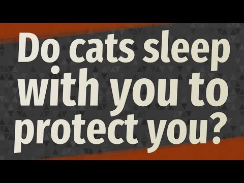 Do cats sleep with you to protect you? - YouTube