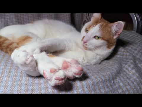 🐱My Big Cat Family  - Jiulia #catvideo #cat #cats #cutecats #cuteanimals #catvideos #funnycats