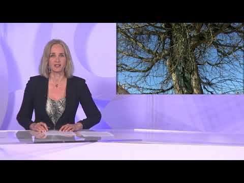 DNEVNIK 28.03.2022. Osječka televizija