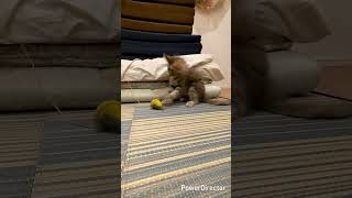 あかねちゃ これが一番お気に入り #メインクーン #cat
