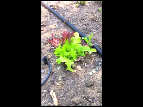 Attack of the Moles! The Mystery of the Disappearing Lettuce