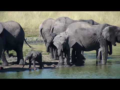 Djuma: Elephants including small ones - 15:05 - 04/04/19