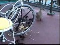 Disney World 2000