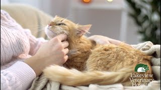 Preventative Health Care for Your Cats