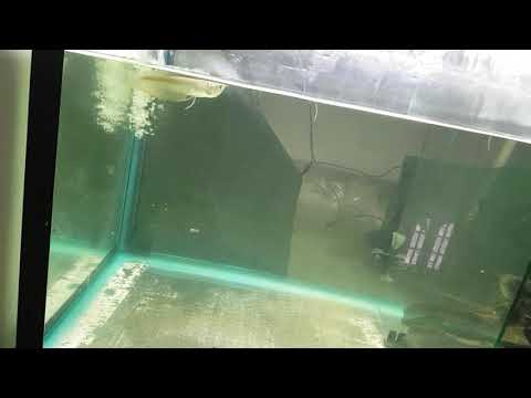 silver arowana fish eating arg1 pellets