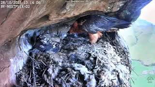 Nestflix BeardedVulture  - Orłosęp brodaty - karmienie młodego  2025 10 28