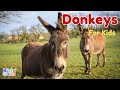 Donkeys For Kids Facts About Donkeys Learn About Donkeys Animals For Kids
