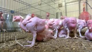Animal Pharm  Food For Thought   Real Stories hbr