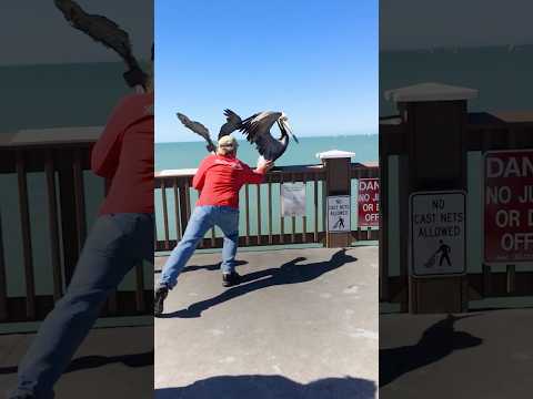 Hero Frees Pelicans Beak