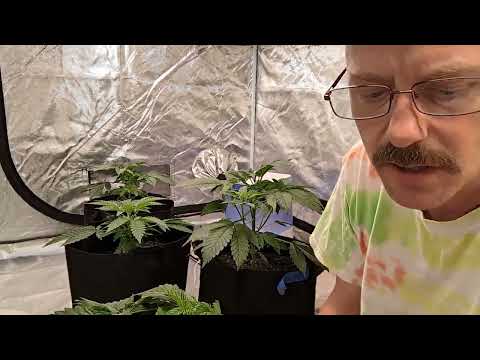 Cannabis Grow Day 37. Soil Watering and Hydroponic check. @Mr.greengrower