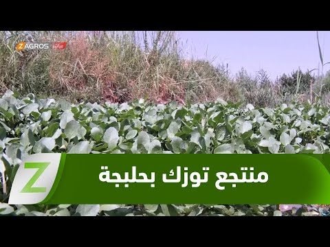 فيديو | #حلبجة..منتجع" توزك" من الطبيعة إلى مشروع مستدام في قلب كوردستان