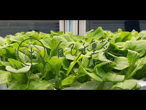 室內種植蔬菜