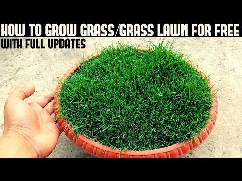 , title : 'How To Grow Grass At Home For Free (With Full Updates)'