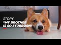 Barney Beacon Who Is The Fiercest Dog Among Them Vet Rajanti