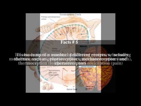 Somatosensory system Top # 11 Facts