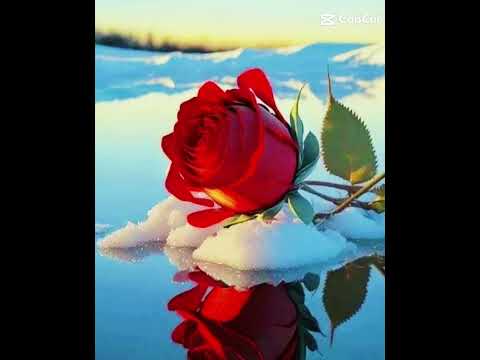 Hermosas imágenes de flores .