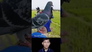 Download lagu Burung merpati sebagai pengganti drone#shortsvideo #trendingshorts #viral mp3