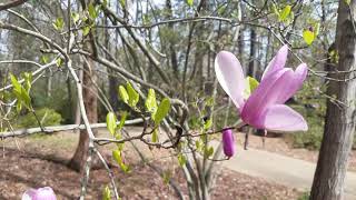 Continue by Maya Angelou