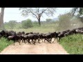 Wildebeest Stampede In The Serengeti