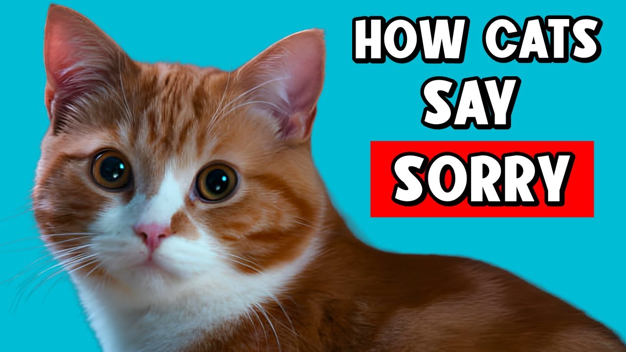 How Do Cats Apologize to Humans?🔥And How to Apologize to Your Cat?