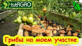 В лес ходить не надо: секреты выращивания лесных грибов прямо в огороде. От п?