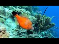 Scuba Diving In The Caribbean 2021 77 Dives 2 Hour Underwater Relaxation Video In 4k