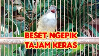Download lagu Pancingan Cucak Jenggot Gacor Mbeset Ngepik Tajam Keras mp3 Download lagu Pancingan Cucak Jenggot Gacor Mbeset Ngepik Tajam Keras mp3