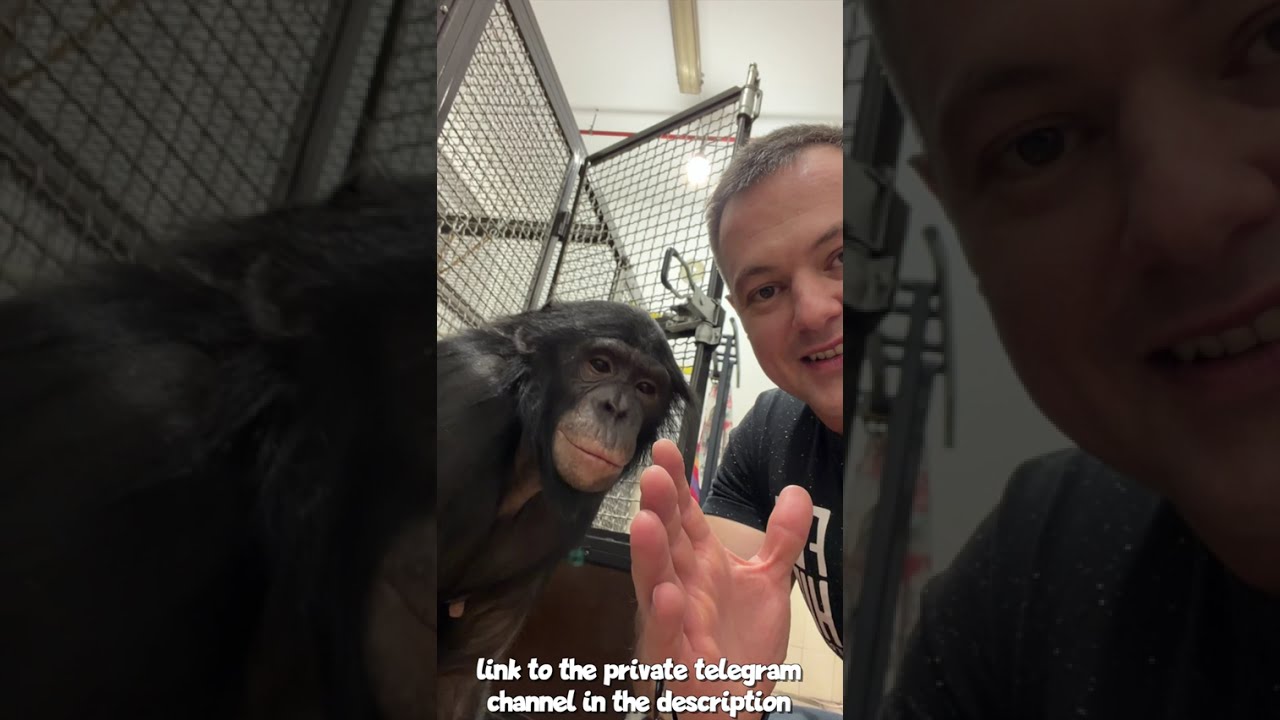 Это Невероятно! Что Творит Эта Шимпанзе После Новогодних Выступлений! 