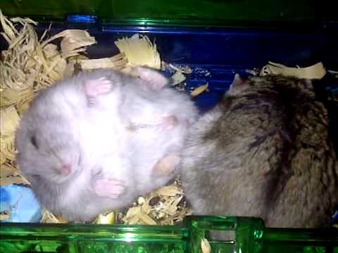 spaghetti getting frisky