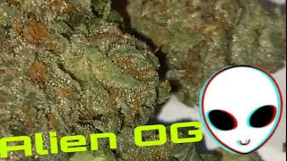 Alien OG Strain Review 👽