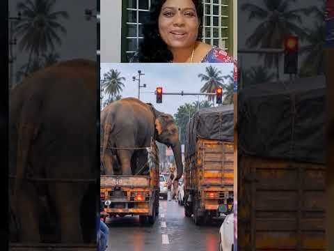 മനോഹരം.. 😍👌🏻 #love #viralshort #enertinmentmalayalam #truelove #elephantlover