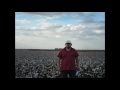 Algodón Surco Estrecho Paraguay Cotton fields ...