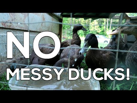 "No Messy Ducks!" - How to Raise CLEAN Ducks